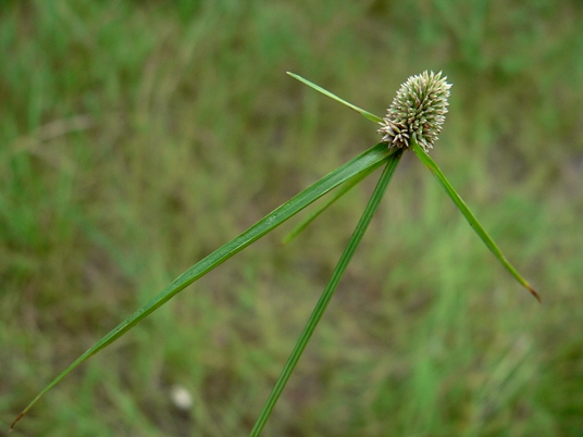 {Kyllinga odorata}